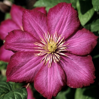 Clematis 'Ville de Lyon' 