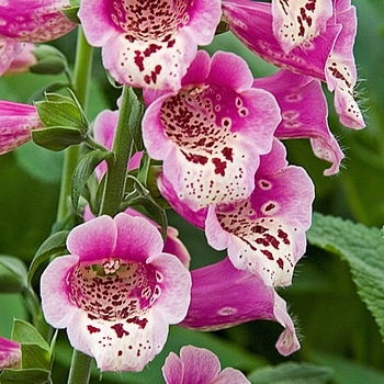 Digitalis purpurea 'Foxy' 