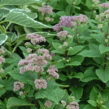 Eupatorium dubium 'Little Joe'