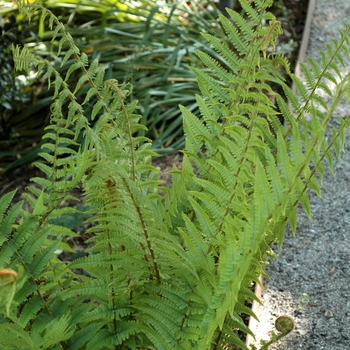 Dryopteris filix-mas