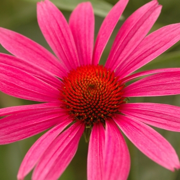 Echinacea purpurea 'Ruby Star (Rubinstern)' 