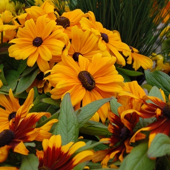 Rudbeckia hirta 'Becky Orange' 