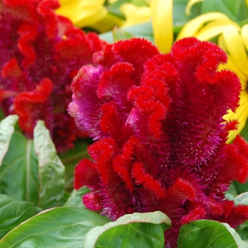 Celosia cristata