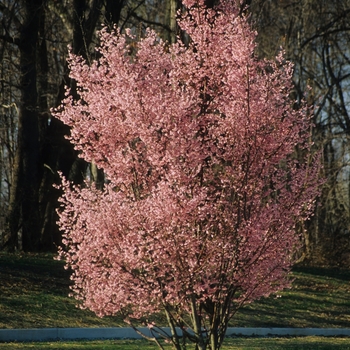 Prunus x incamp 'Okame' 