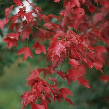 Acer rubrum 'Autumn Flame'