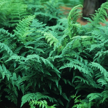 Athyrium filix-femina 