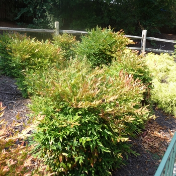 Nandina domestica 'Gulf Stream'