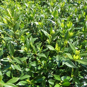 Gardenia jasminoides 'Frost Proof' 