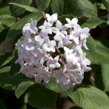 Viburnum carlesii