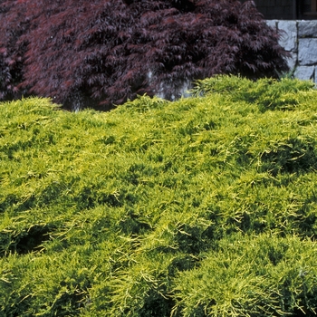 Juniperus x pfitzeriana 'MonSan' 