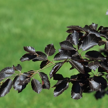 Fagus sylvatica 'Purple Fountain'