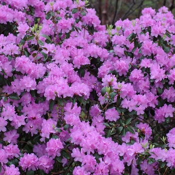 Rhododendron 'Purple Gem' 
