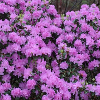 Rhododendron 'Purple Gem'