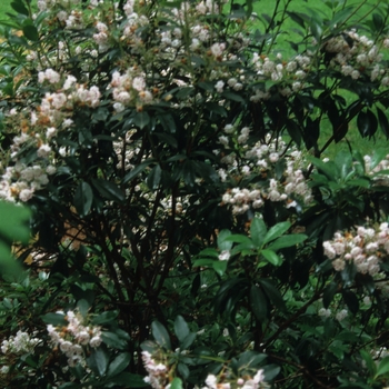 Kalmia latifolia 'Olympic Fire'