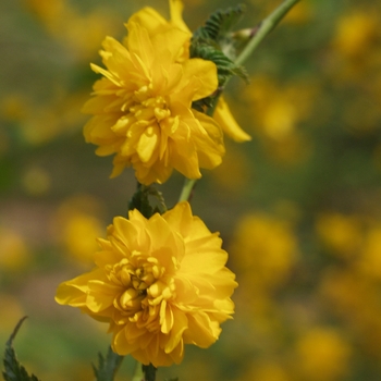 Kerria japonica 'Pleniflora'