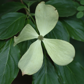 Cornus 'Rutcan' 