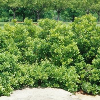 Myrica cerifera