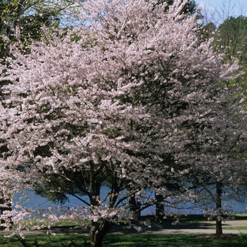 Prunus x yedoensis