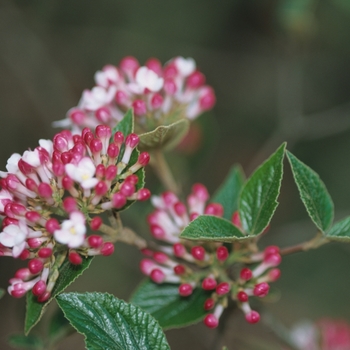 Viburnum x burkwoodii 'Mohawk'