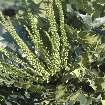 Mahonia x media 'Winter Sun' 