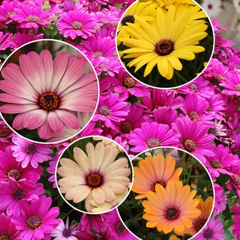 Osteospermum 