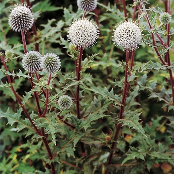 Echinops sphaerocephalus 'Arctic Glow' 