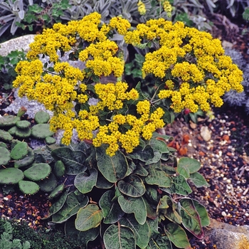 Eriogonum allenii 'Little Rascal' 