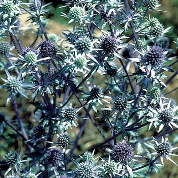 Eryngium planum 'Blaukappe' 