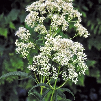 Eupatorium fistulosum f. albidum 'Ivory Towers' 