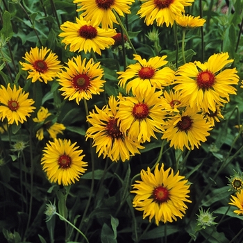 Gaillardia 'Amber Wheels'