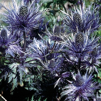 Eryngium alpinum 'Blue Star®'