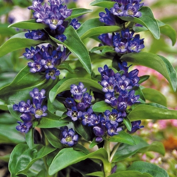 Gentiana cruciata 'Blue Cross' 