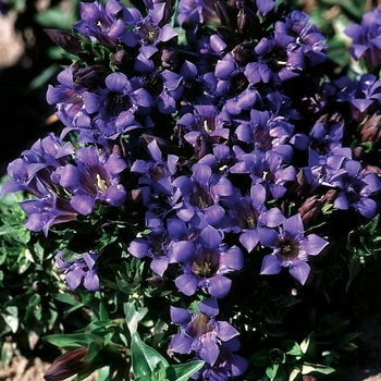 Gentiana septemfida var. lagodechiana 'Select'