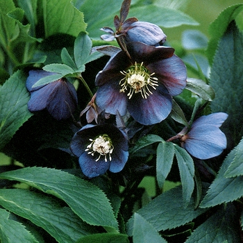 Helleborus orientalis 'Blue Metallic Lady' 