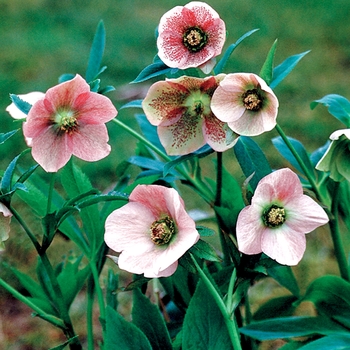 Helleborus orientalis 'Pink Lady' 