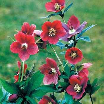 Helleborus orientalis 'Red Lady'