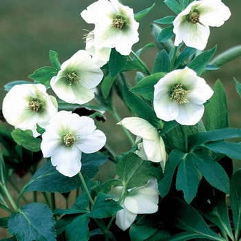 Helleborus orientalis 'White Lady' 