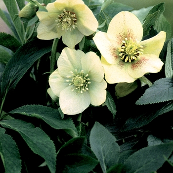 Helleborus orientalis 'White Spotted Lady'