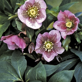 Helleborus orientalis 'Pink Spotted Lady'