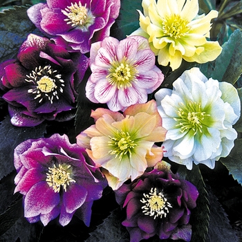 Helleborus orientalis 'Double Ladies Mixed'