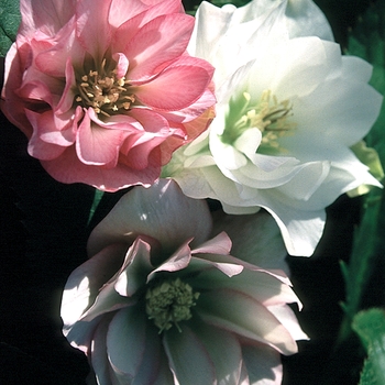 Helleborus orientalis 'Double Vision'