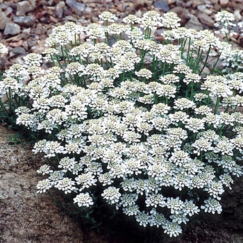 Iberis sempervirens 'Snow Cushion' 