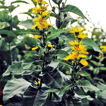 Inula racemosa 'Sonnenspeer' 