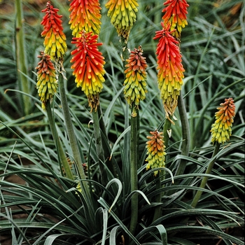 Kniphofia hirsuta 'Fire Dance' 