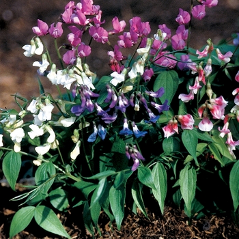 Lathyrus vernus 'Rainbow' 