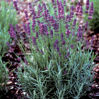 Lavandula angustifolia 'Hidcote Superior'