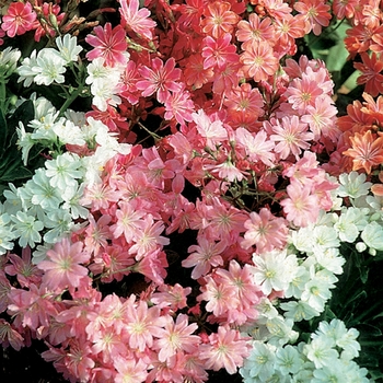 Lewisia cotyledon 'Regenbogen'