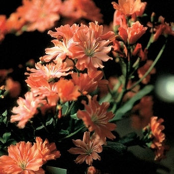 Lewisia cotyledon 'Fransi' 