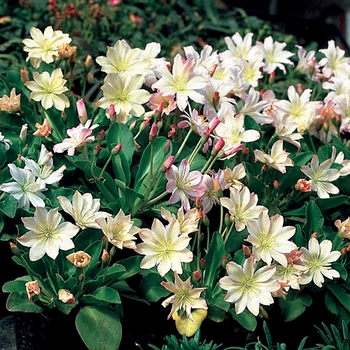 Lewisia tweedyi 'Lovedream'