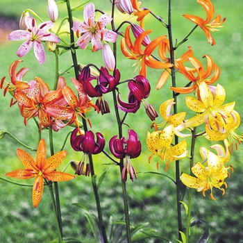 Lilium martagon 'Painted Ladies' 